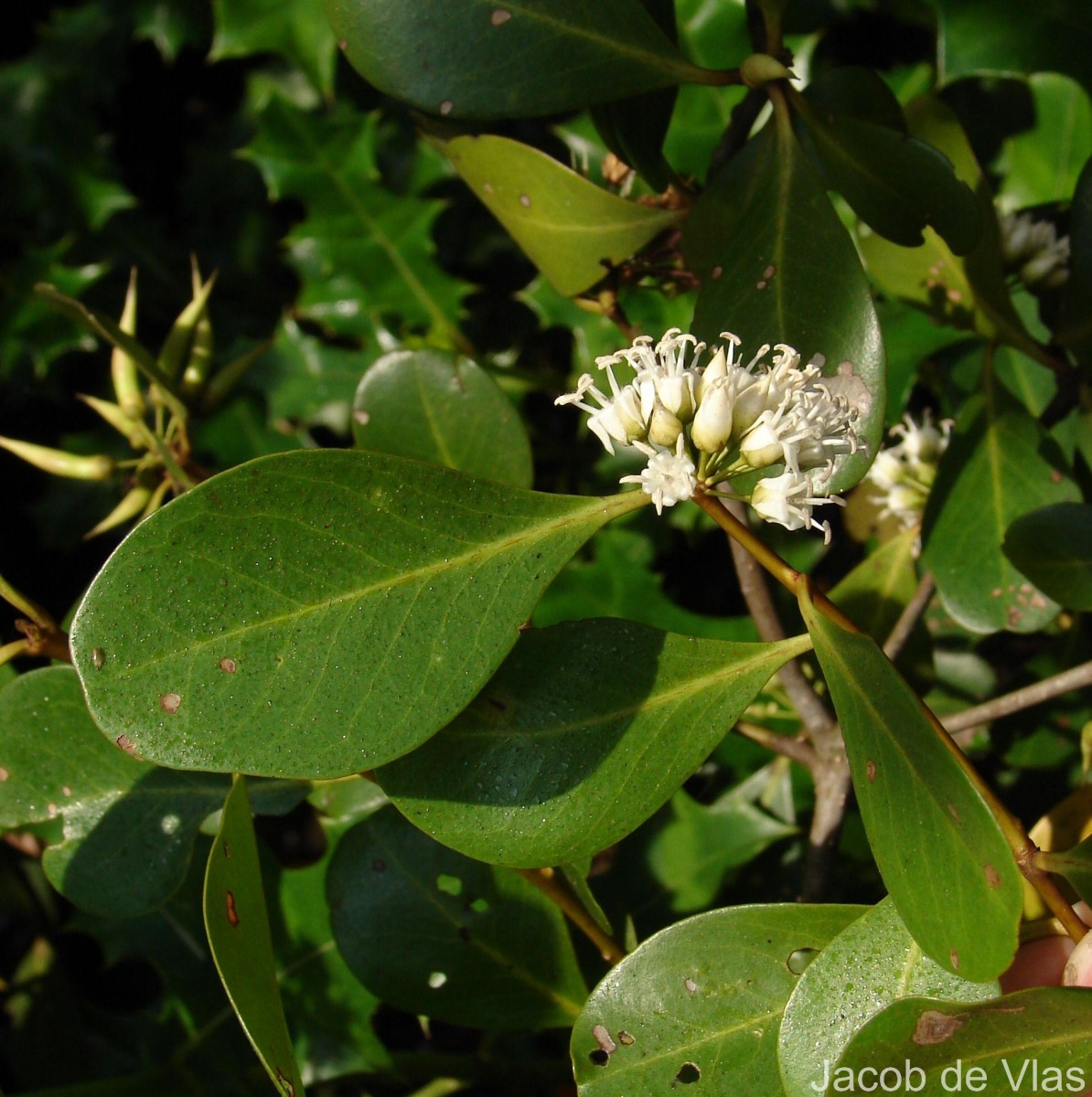 Aegiceras corniculatum (L.) Blanco